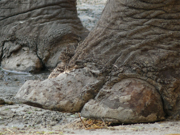 AZWS - Akademie für Zoo- und Wildtierschutz e.V.