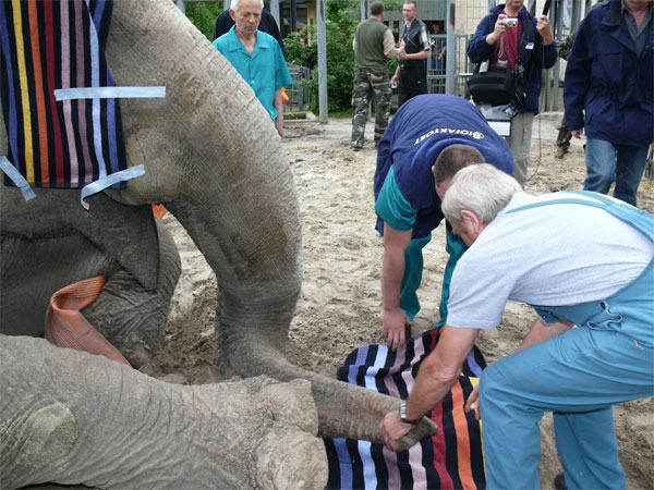 AZWS - Akademie für Zoo- und Wildtierschutz e.V.