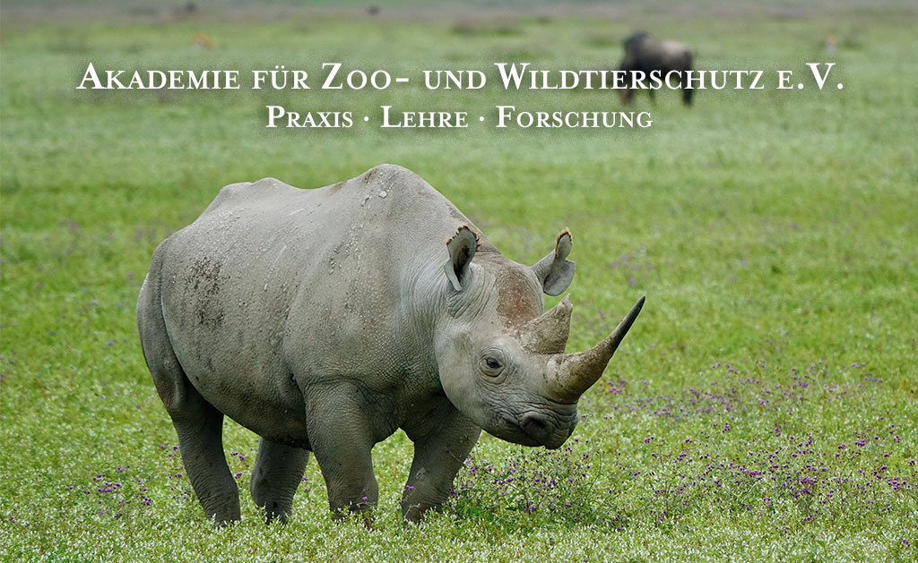 Nashorn