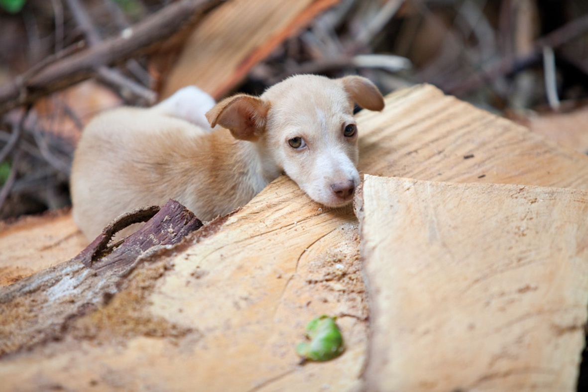 Akademie für Zoo- und Wildtierschutz e.V. - Straßenhunde