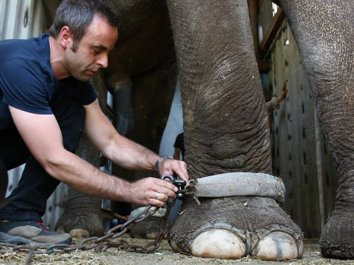 Wildtierhilfe Elefanten Zoo Armenien