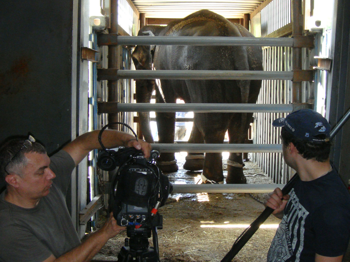 Wildtierhilfe Elefanten Zoo Armenien