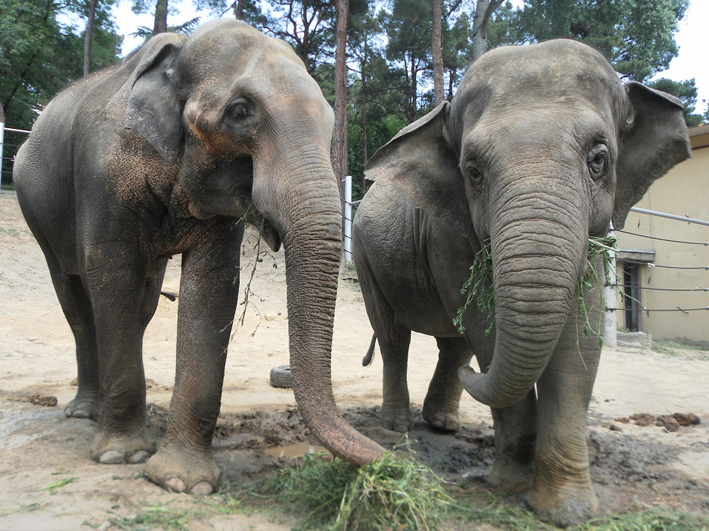 Wildtierhilfe Elefanten Zoo Armenien