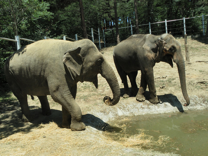 Wildtierhilfe Elefanten Zoo Armenien