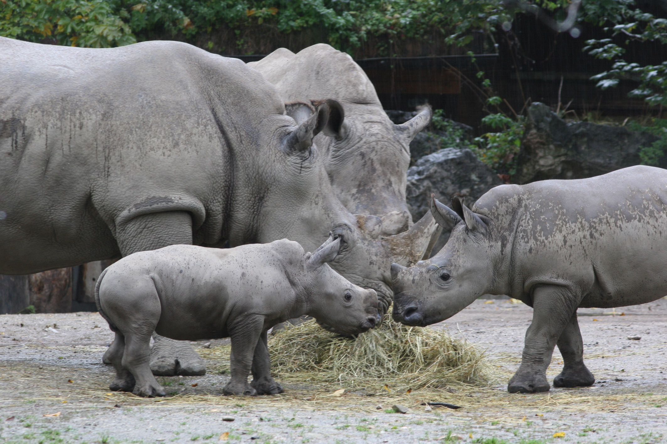 ZooSBG TonnenschweresFamilientreffen