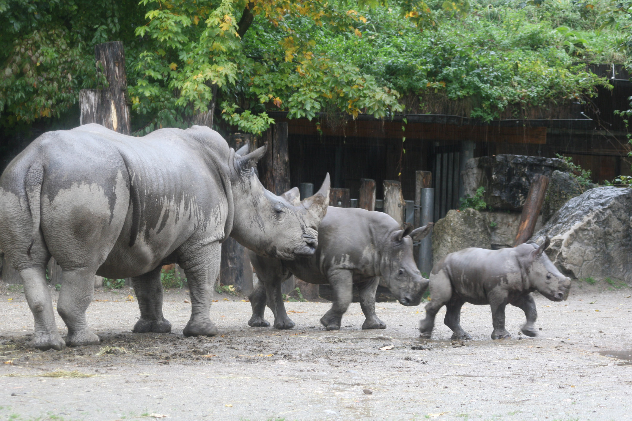 ZooSBG TonnenschweresFamilientreffen1