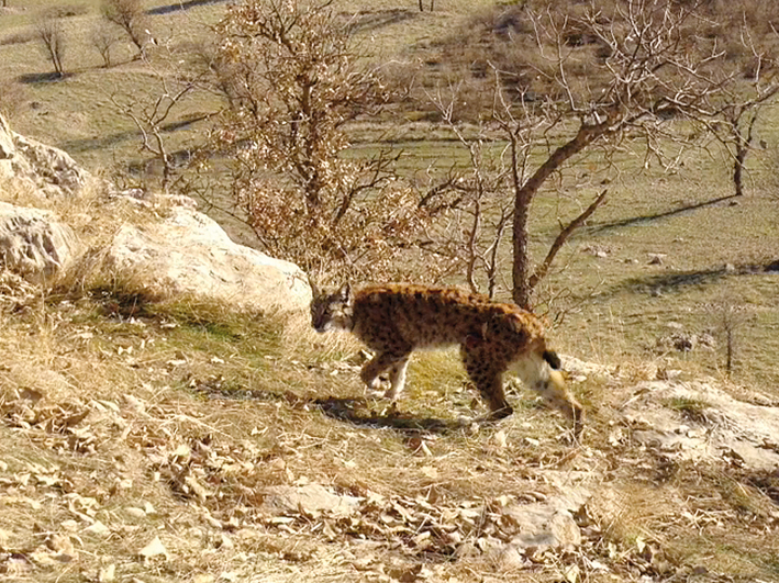 Artenschutz Bezoar-Ziegen Kurdistan