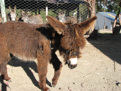 Akademie für Zoo- und Wildtierschutz in Bolivien