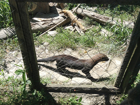 Akademie für Zoo- und Wildtierschutz in Bolivien