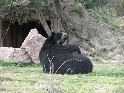 Akademie für Zoo- und Wildtierschutz in Bolivien