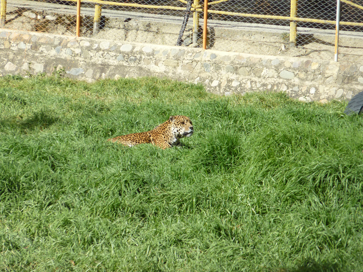 Akademie für Zoo- und Wildtierschutz in Bolivien