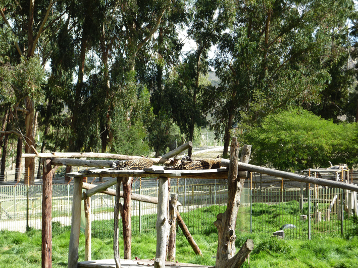 Akademie für Zoo- und Wildtierschutz in Bolivien