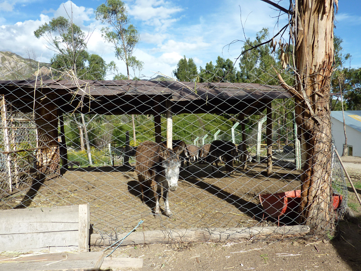 Akademie für Zoo- und Wildtierschutz in Bolivien