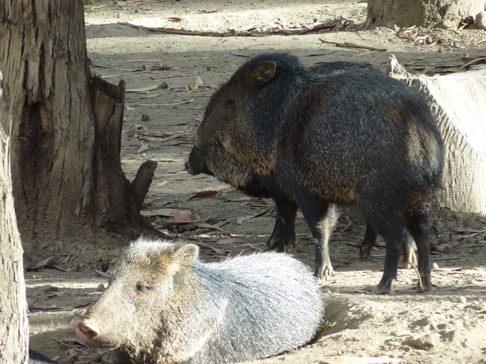 Akademie für Zoo- und Wildtierschutz in Bolivien