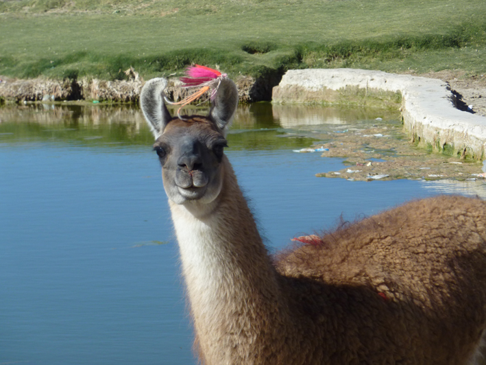 Akademie für Zoo- und Wildtierschutz in Bolivien