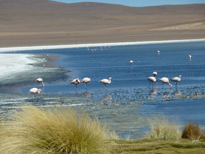 Akademie für Zoo- und Wildtierschutz in Bolivien