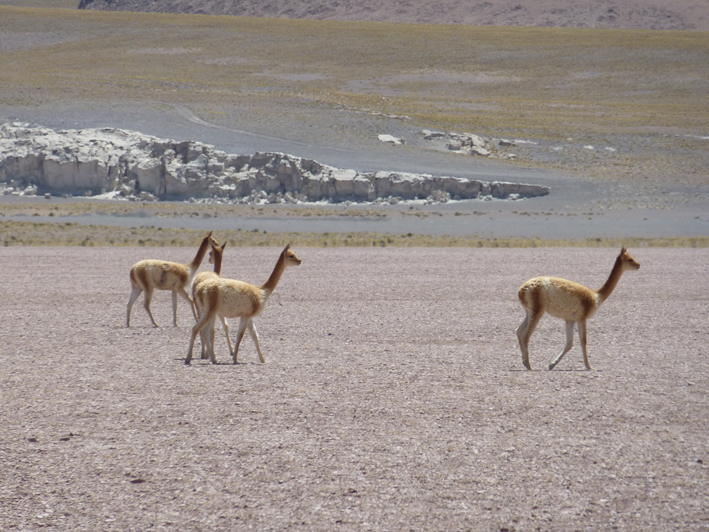 Akademie für Zoo- und Wildtierschutz in Bolivien