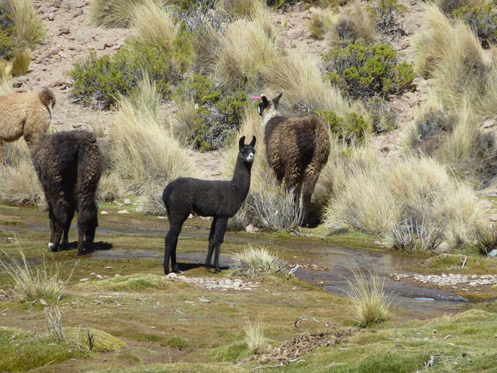 Akademie für Zoo- und Wildtierschutz in Bolivien