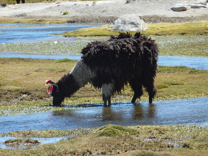 Akademie für Zoo- und Wildtierschutz in Bolivien