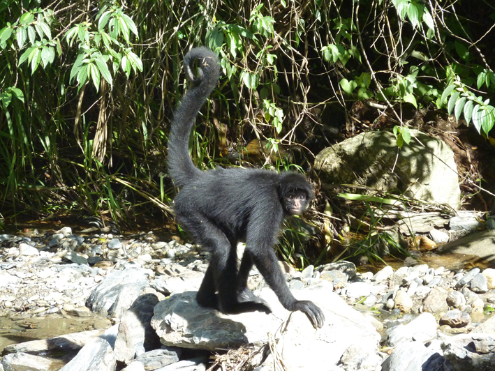 Akademie für Zoo- und Wildtierschutz in Bolivien