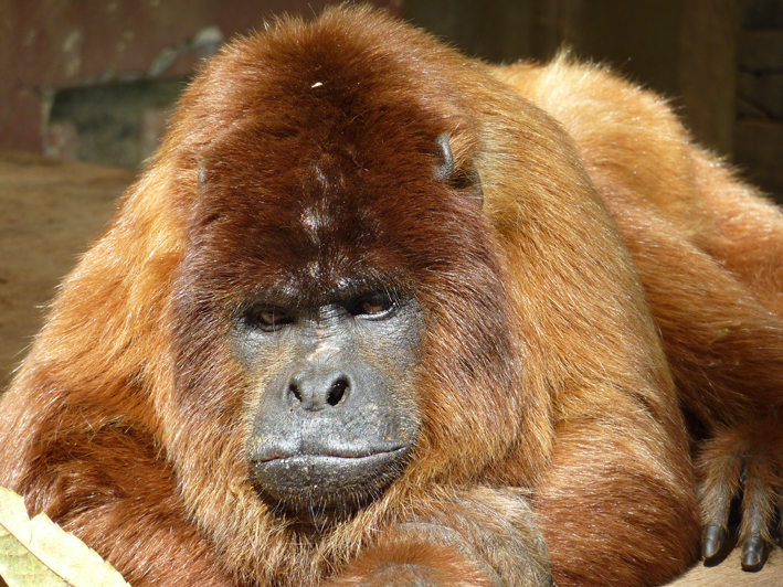 Akademie für Zoo- und Wildtierschutz in Bolivien