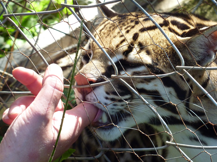 Akademie für Zoo- und Wildtierschutz in Bolivien