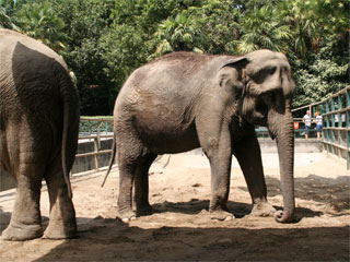 Elefanten-Workshop der Akademie für Zoo- und Wildtierschutz