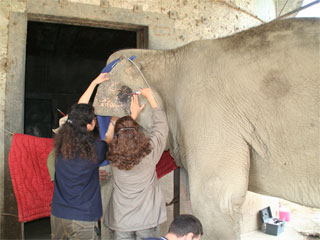 Elefanten-Workshop der Akademie für Zoo- und Wildtierschutz