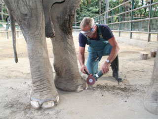 Elefanten-Workshop der Akademie für Zoo- und Wildtierschutz