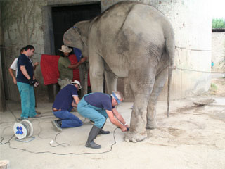 Elefanten-Workshop der Akademie für Zoo- und Wildtierschutz