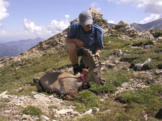 Hohe Tauern Wildtierschutz