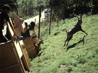 Hohe Tauern Wildtierschutz