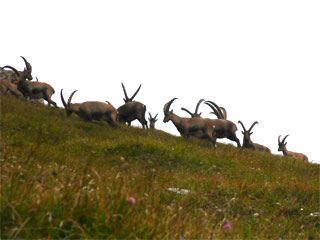 Hohe Tauern Wildtierschutz