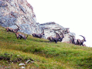 Hohe Tauern Wildtierschutz