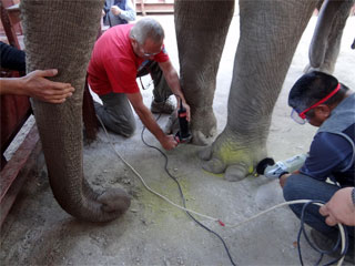 Akademie für Zoo- und Wildtierschutz e.V. im Zoo Almaty