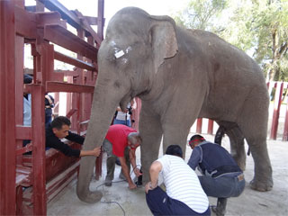 Akademie für Zoo- und Wildtierschutz e.V. im Zoo Almaty