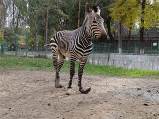 Akademie für Zoo- und Wildtierschutz e.V. im Zoo Almaty