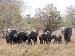 Kenia Wildlife Service