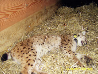 Artenschutz Luchs