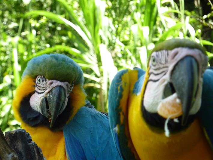 Akademie für Zoo- und Wildtierschutz e.V. - Papageien