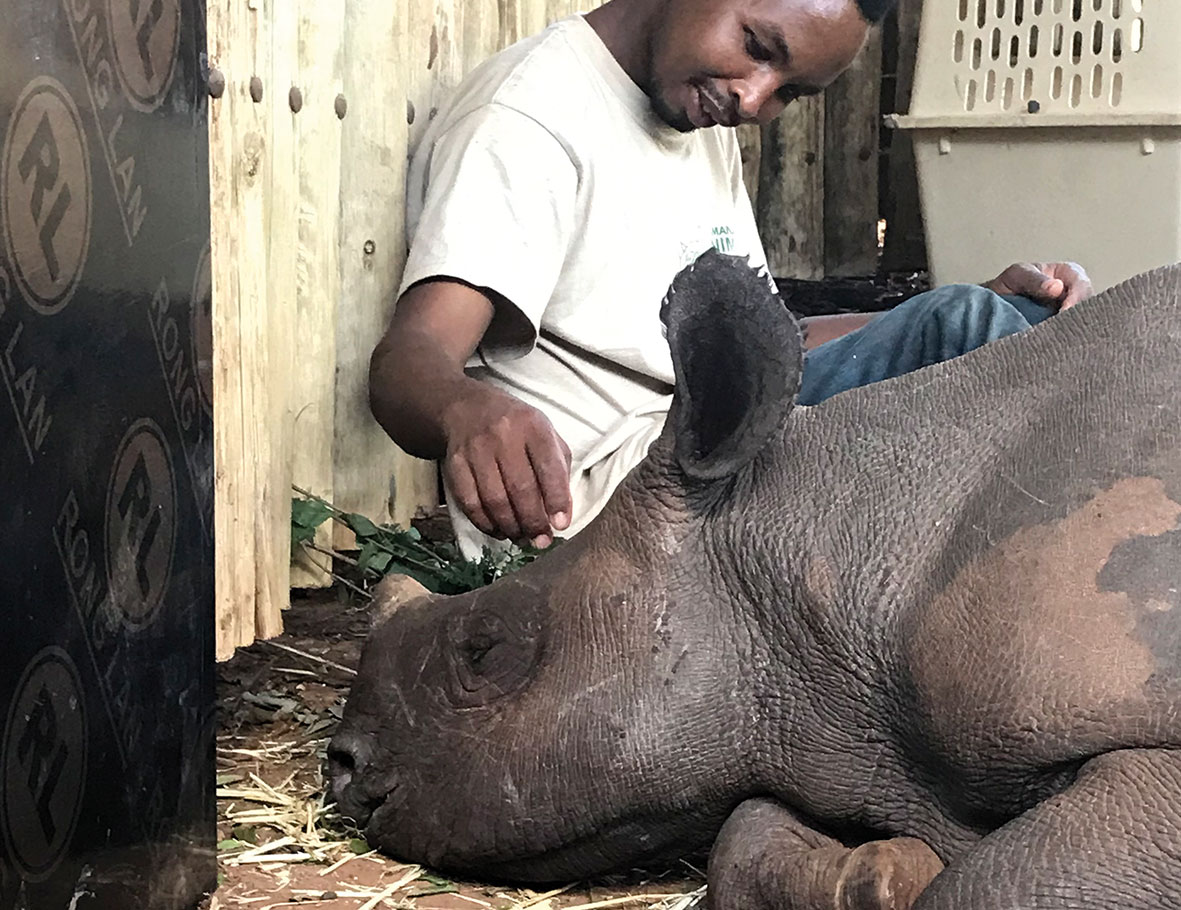 KiliCrew Cheftrainer Sele Mit Baby Rhino