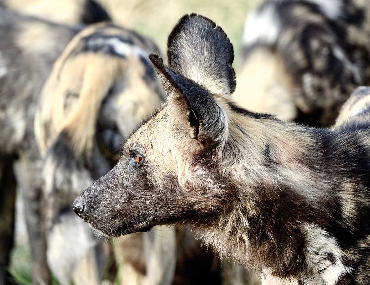 Die bedrohte Welt der  Afrikanischen Wildhunde