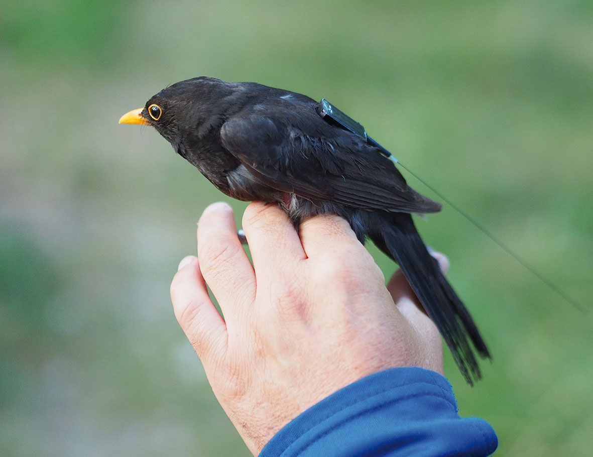 MPIAB C MaxCine Jacob Stierle Amsel ICARUS Tag Komp