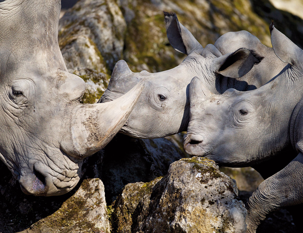 Nashorn ZooSBG Thomas Bluemel 2