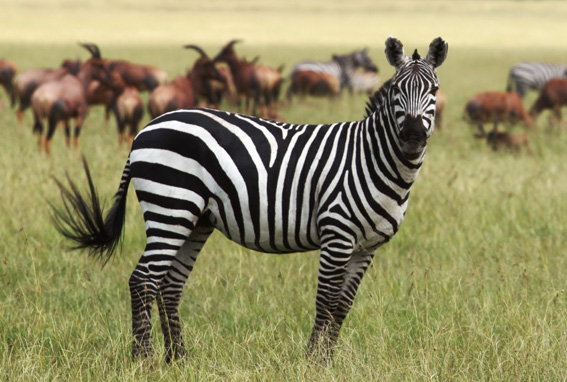 Akademie für Zoo- und Wildtierschutz e.V. - Zebras