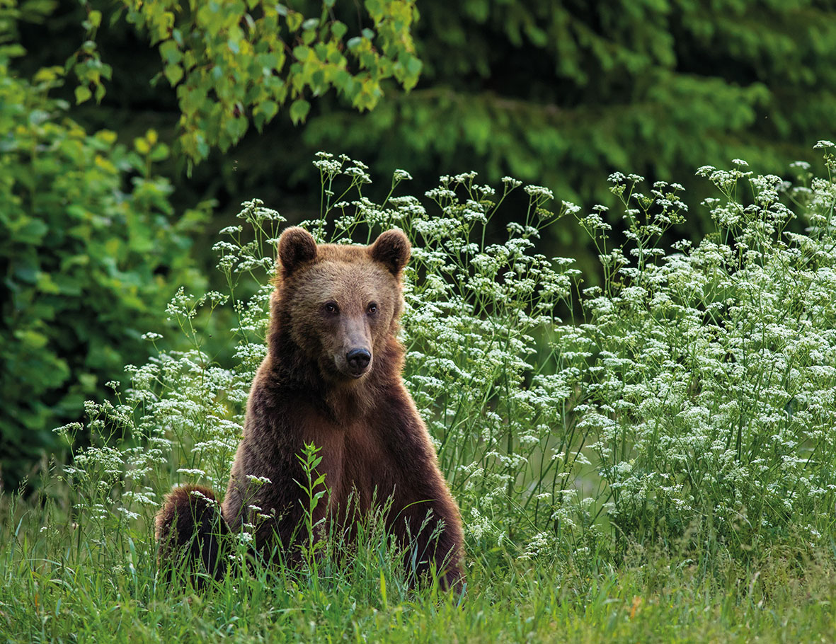 Wildtiere im Herzen Rumäniens