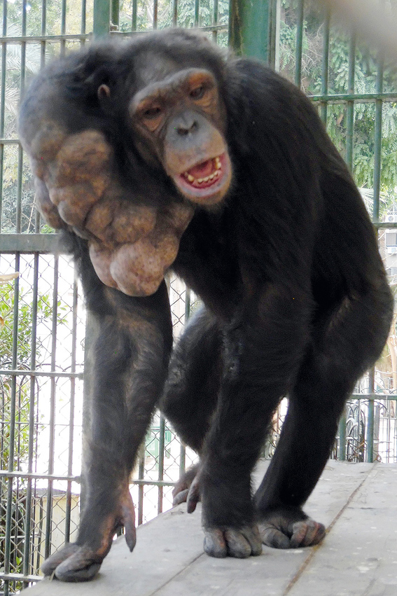 Akademie für Zoo- und Wildtierschutz e.V. - SAM