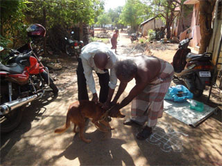 Strassenhunde in Indien