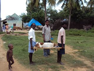 Strassenhunde in Indien