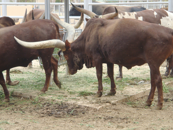 AZWS Zoo- und Wildtierschutz in Lybien 2013